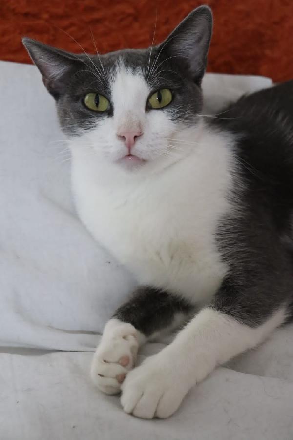 ROSALIA una gattina perfetta! Foto 2